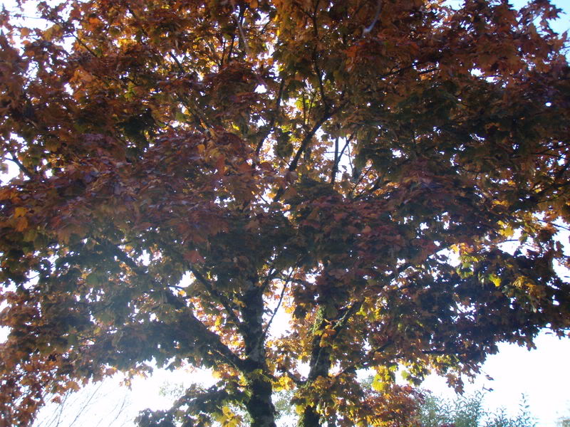 Name:  PA258333.jpg
Views: 18
Size:  153.2 KB