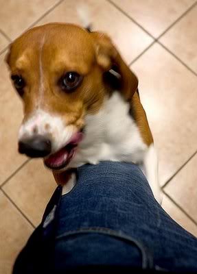 Name: doghumplegcn4.jpg
Views: 25
Size: 16.3 KB