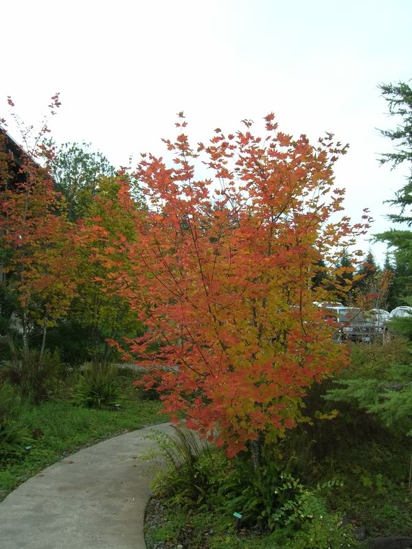 Name:  DSCN0739.jpg
Views: 20
Size:  126.9 KB