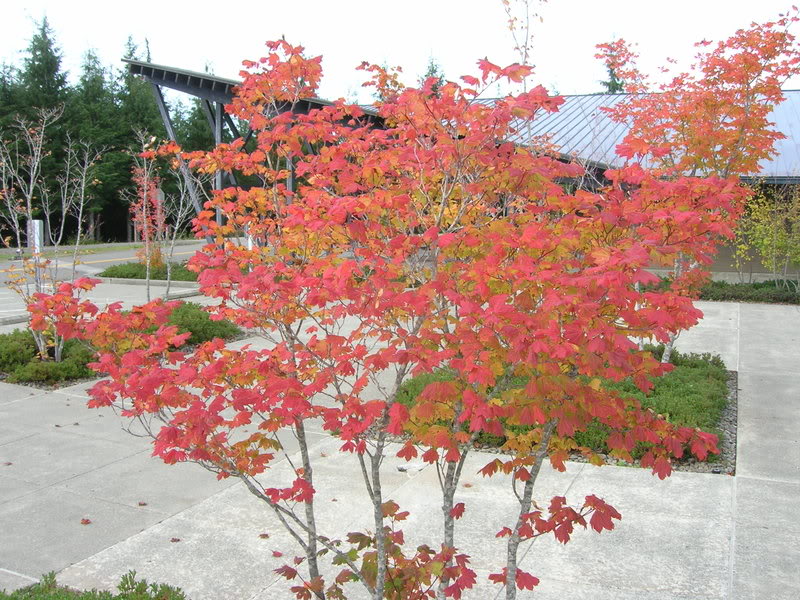 Name:  DSCN0741.jpg
Views: 17
Size:  151.4 KB