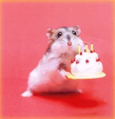Name:  MouseBirthdayeeeeeeeeeeeeeeeeee.jpg
Views: 57
Size:  9.6 KB