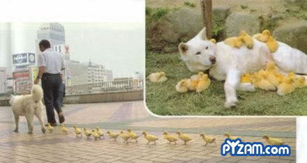 Name:  dogchicks.jpg
Views: 26
Size:  21.6 KB