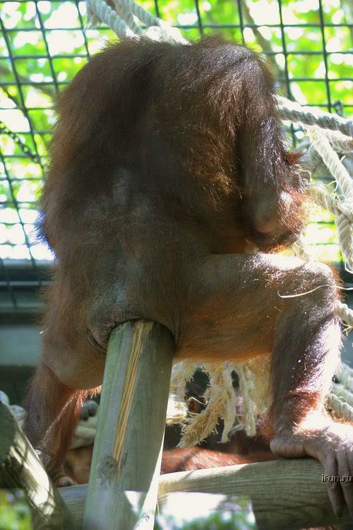 Name:  Orang_Utan_Stick_in_Ass.jpg
Views: 65
Size:  68.7 KB