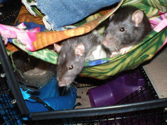 Name:  P9040028.jpg
Views: 18
Size:  45.5 KB