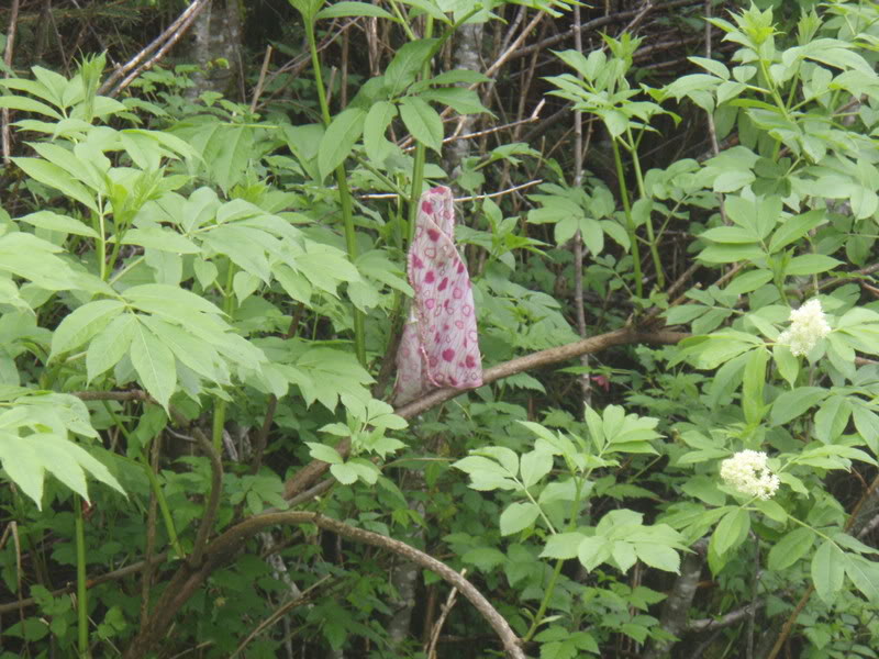 Name:  P5144906.jpg
Views: 38
Size:  120.6 KB