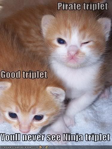 Name:  orange-triplet-kittens1.jpg
Views: 52
Size:  39.7 KB