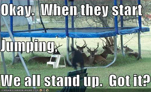 Name:  deer-under-trampoline.jpg
Views: 54
Size:  44.1 KB