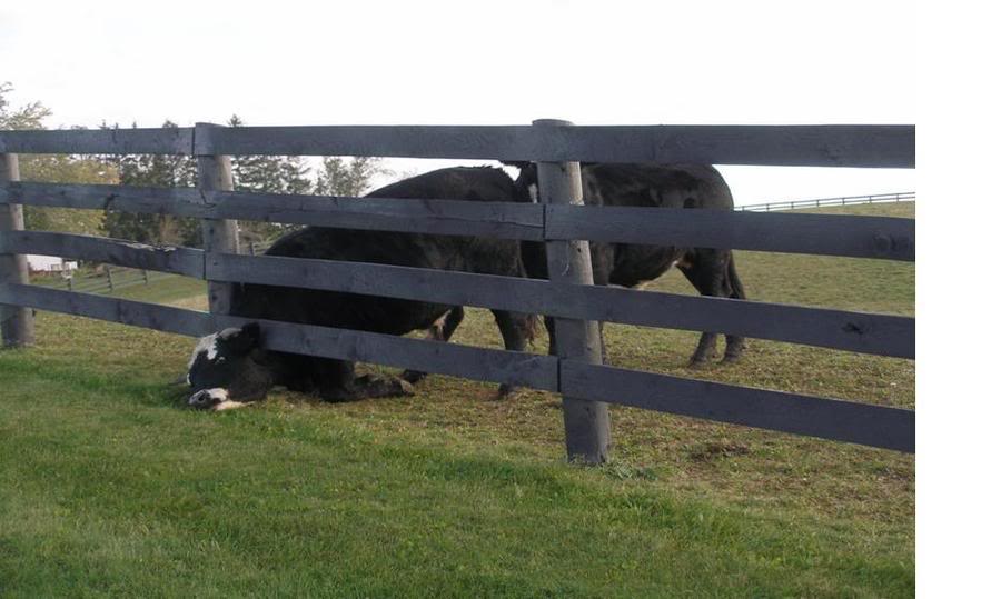 Name:  fence01.jpg
Views: 75
Size:  58.1 KB