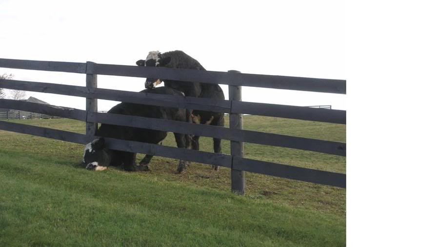 Name:  fence02.jpg
Views: 58
Size:  39.6 KB