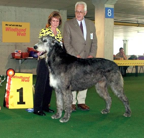 Name:  irishwolfhound.jpg
Views: 18
Size:  58.9 KB