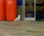 Name:  seagulstealsfood.gif
Views: 13
Size:  838.2 KB