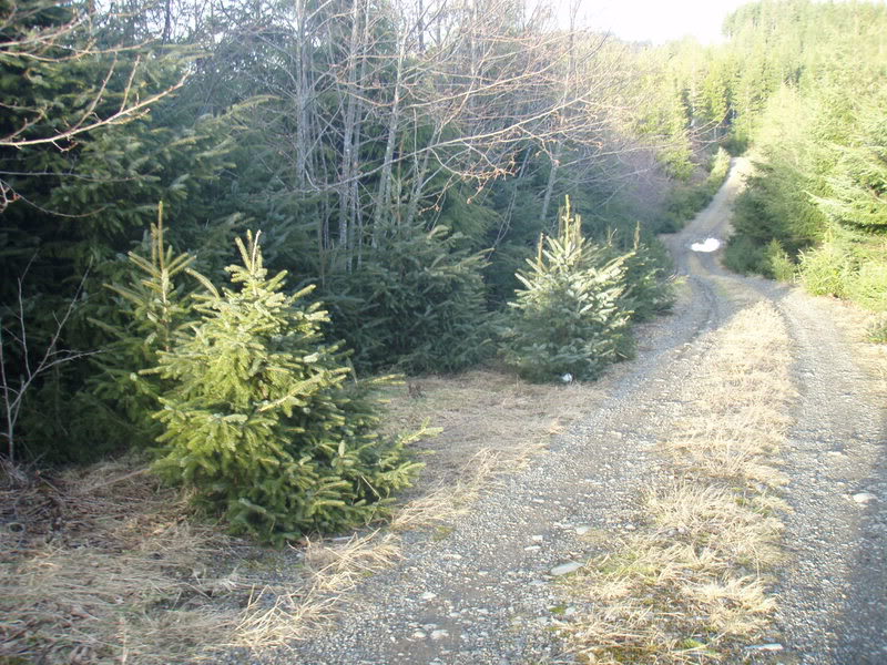 Name:  P2164399.jpg
Views: 13
Size:  152.1 KB