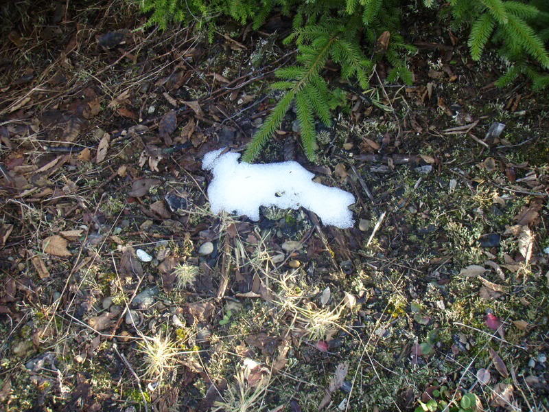 Name:  P2164407.jpg
Views: 11
Size:  160.1 KB