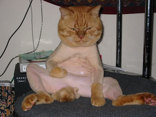 Name:  kitty.jpg
Views: 1137
Size:  36.2 KB