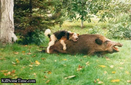 Name:  Squeel.jpg
Views: 15
Size:  52.7 KB