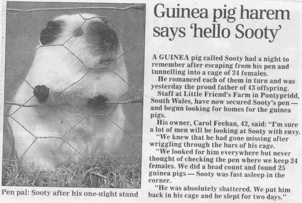 Name:  luckyguineapig.jpg
Views: 15
Size:  33.0 KB