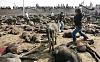 Hindu animal slaughter-r1480952128.jpg