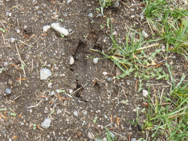 Name:  PA163794.jpg
Views: 26
Size:  113.2 KB