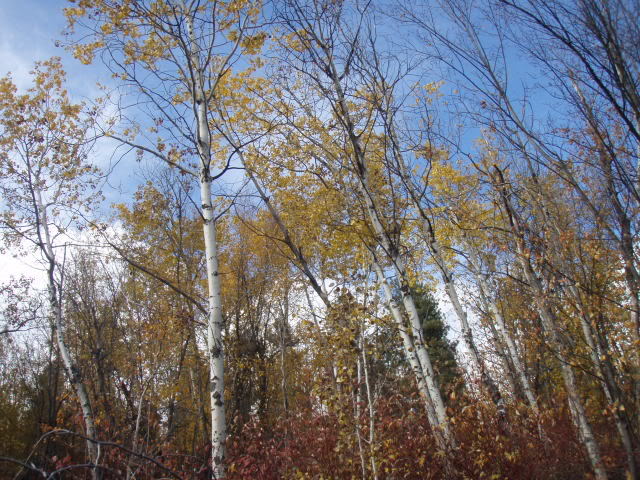 Name:  PA163825.jpg
Views: 25
Size:  110.7 KB