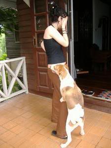 Name: 53680-Poopie-humping-my-leg-1.jpg
Views: 6
Size: 11.7 KB