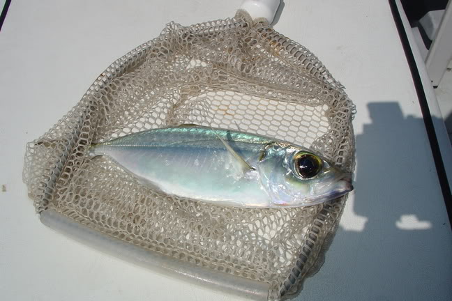 Name:  BaitPic.jpg
Views: 17
Size:  60.2 KB