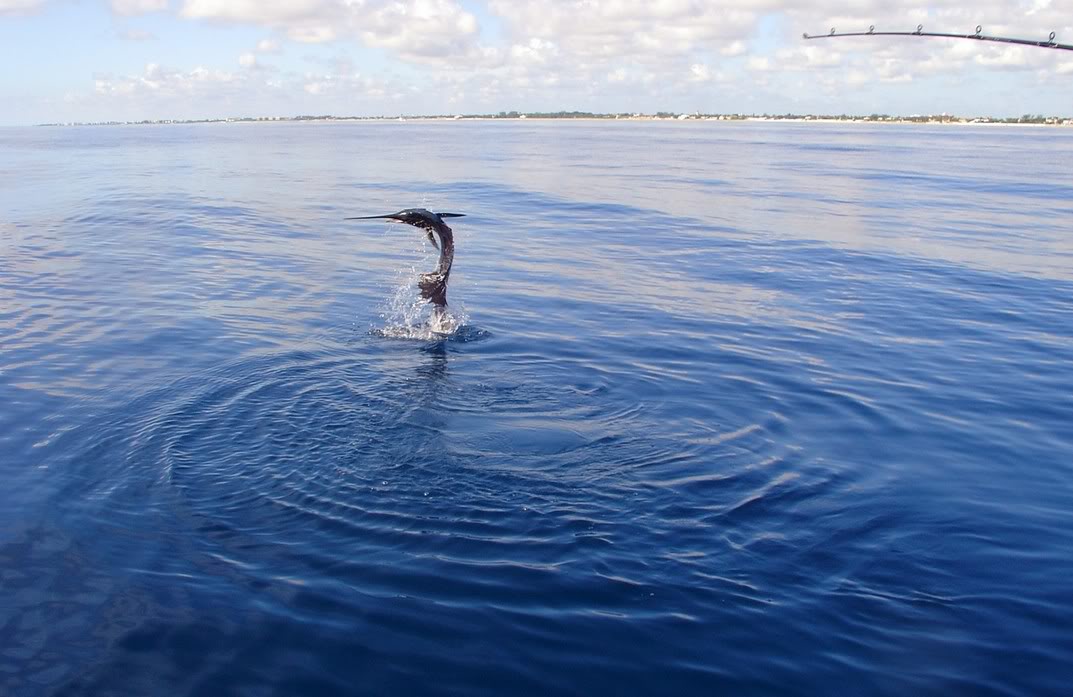 Name:  GoodJumptest3.jpg
Views: 14
Size:  102.9 KB