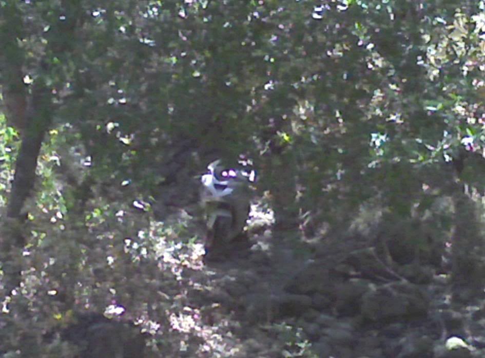 Name:  rockbed.jpg
Views: 42
Size:  74.2 KB