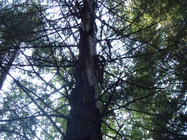 Name:  P8242888.jpg
Views: 24
Size:  101.6 KB