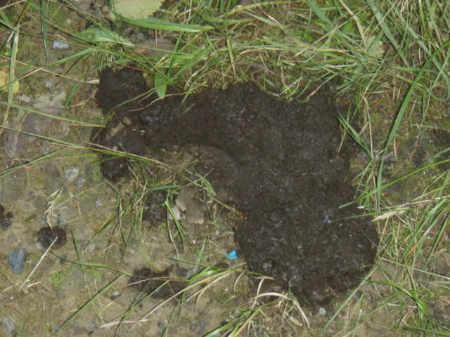 Name:  P8242878.jpg
Views: 24
Size:  89.2 KB