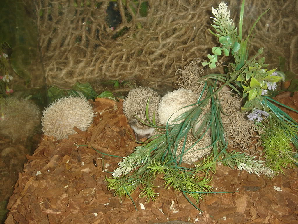 Name:  DSC03514.jpg
Views: 15
Size:  241.4 KB