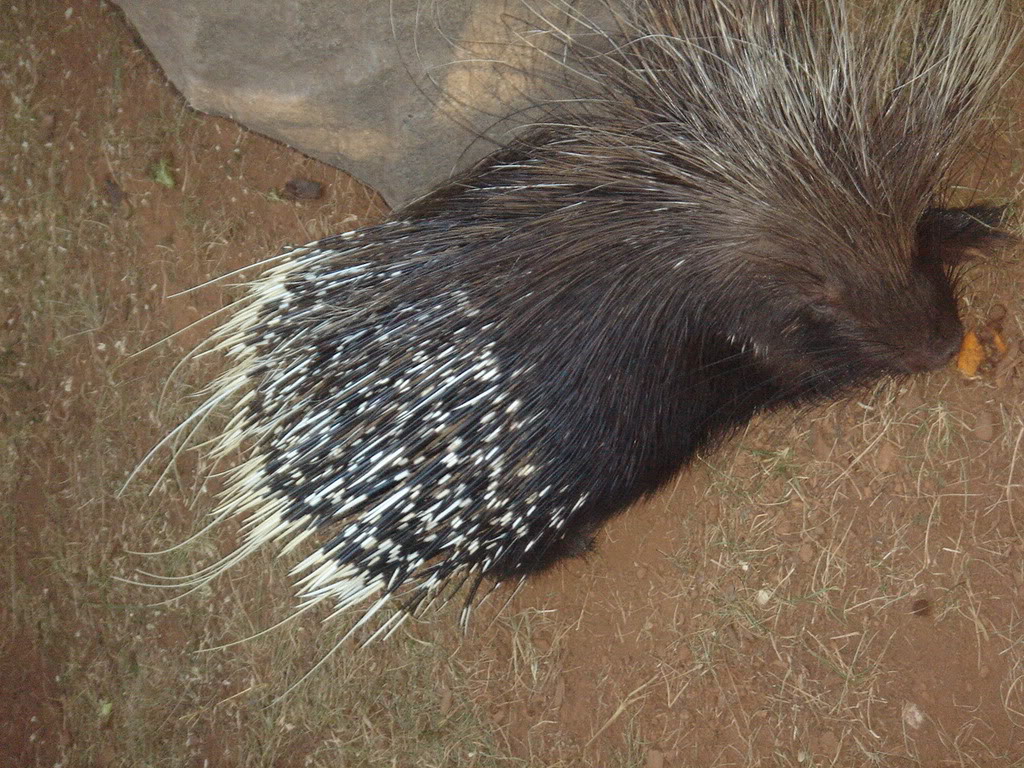 Name:  DSC03513.jpg
Views: 18
Size:  239.5 KB