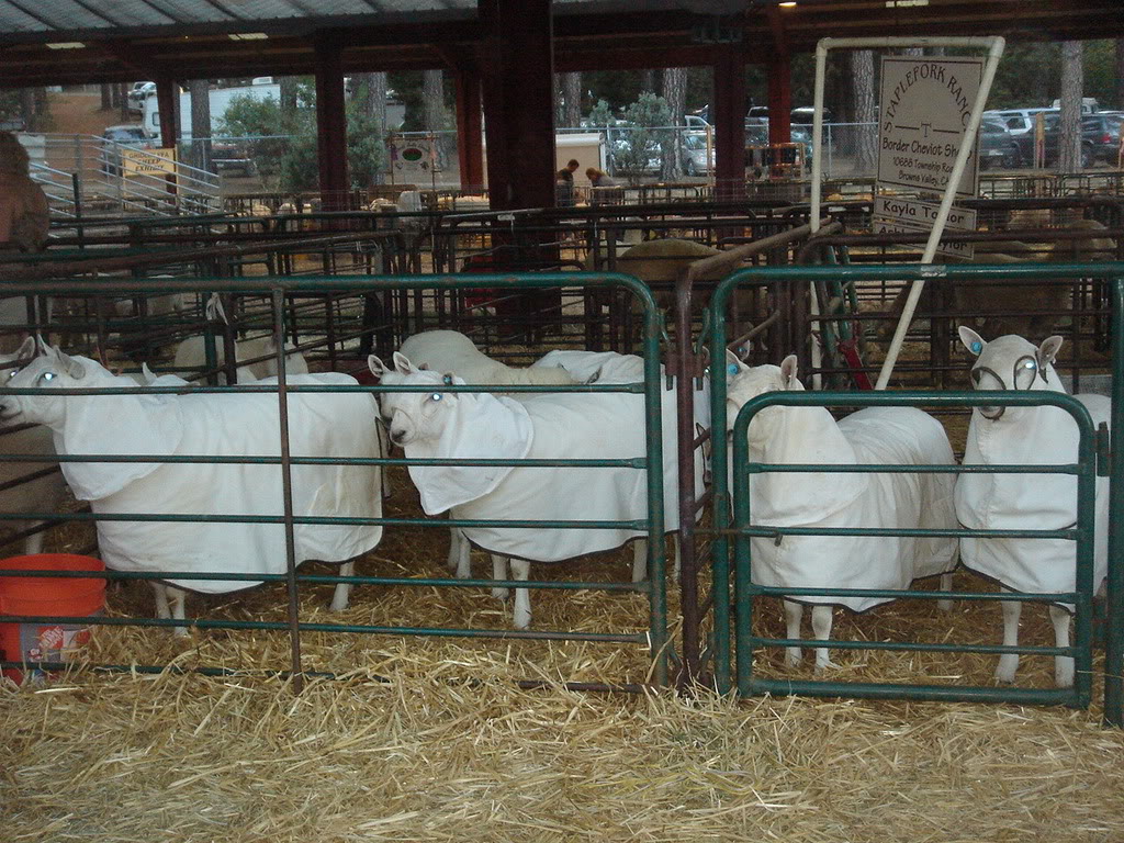 Name:  DSC03527.jpg
Views: 19
Size:  237.4 KB