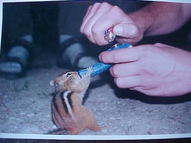 Name:  120043-89522-chipmonk-hits-bowl.jpg
Views: 18
Size:  29.7 KB