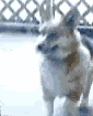 Name:  3163641-3919470079.gif
Views: 13
Size:  90.7 KB