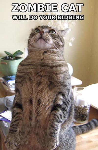 Name:  lolmitten.jpg
Views: 15
Size:  52.0 KB