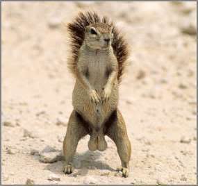 Name:  Squirrel.jpg
Views: 14
Size:  10.0 KB