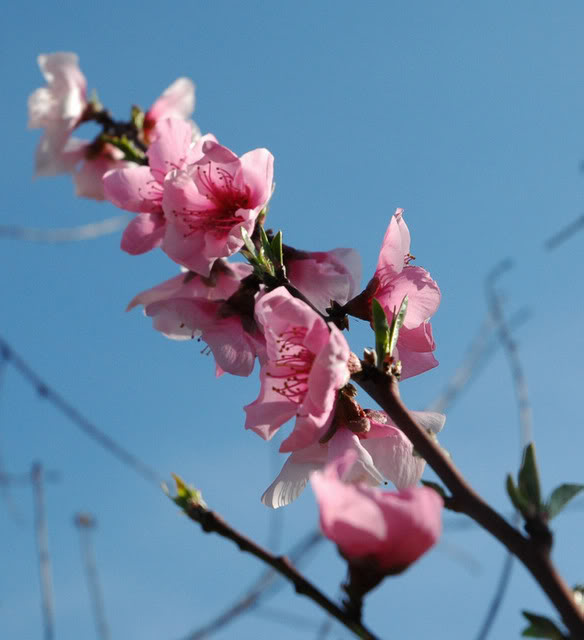 Name:  DSC_0008_edited-1.jpg
Views: 10
Size:  44.2 KB