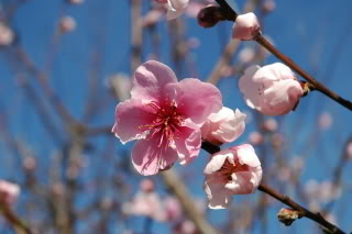 Name:  DSC_0011.jpg
Views: 10
Size:  41.0 KB