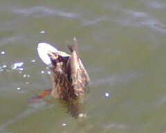 Name:  IMG00024.jpg
Views: 15
Size:  3.5 KB