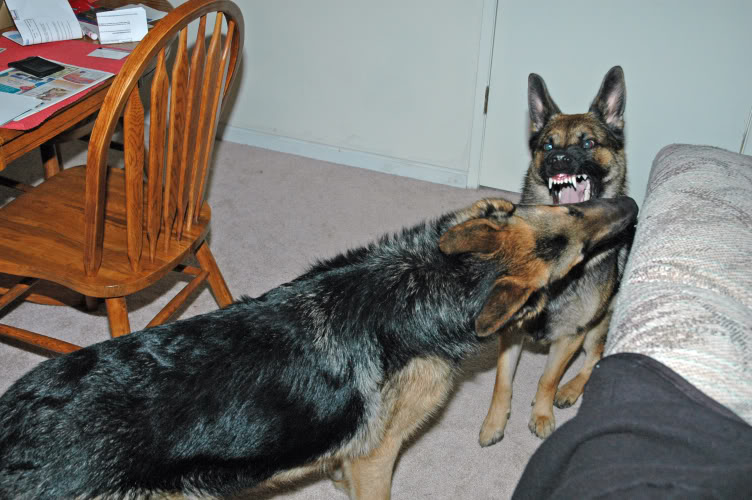 Name:  DSC_0026.jpg
Views: 22
Size:  88.9 KB