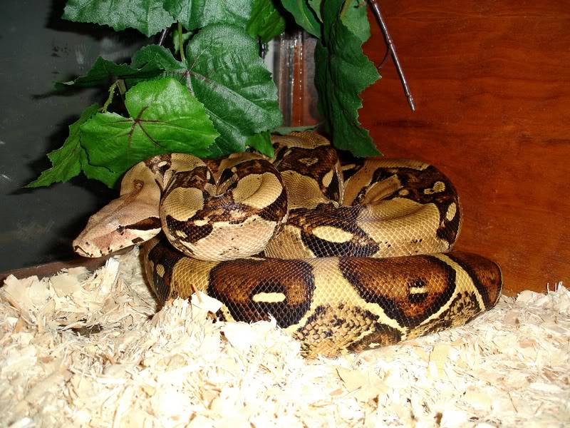 Name:  Picture187-1.jpg
Views: 23
Size:  144.9 KB