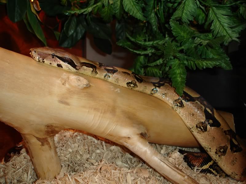 Name:  kittyhabitat007-1.jpg
Views: 21
Size:  83.6 KB