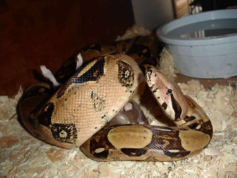 Name:  kitty009.jpg
Views: 20
Size:  104.6 KB