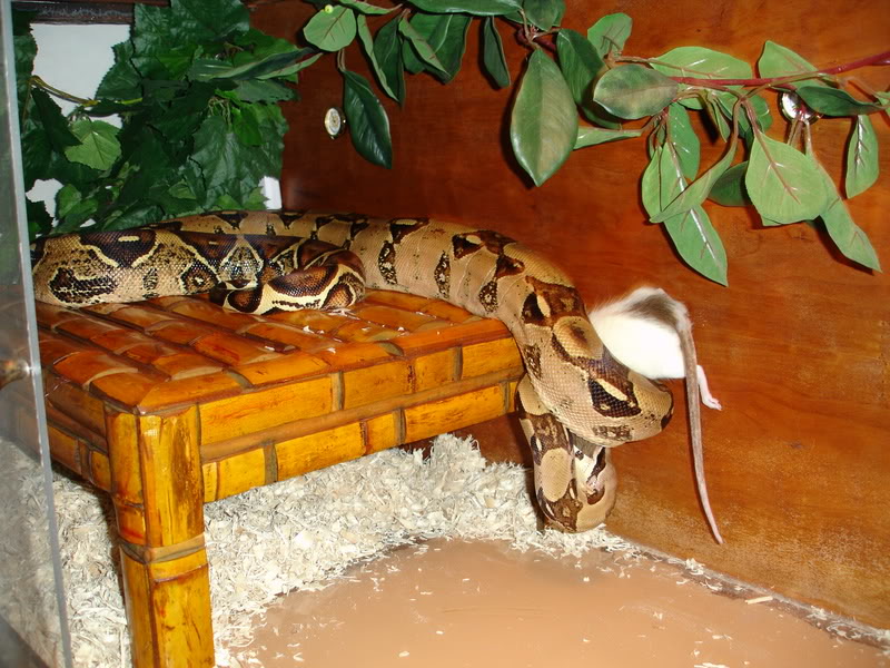 Name:  a_big_rat009.jpg
Views: 22
Size:  127.2 KB