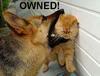Name:  0wn3d_dog_cat.jpg
Views: 17
Size:  2.3 KB