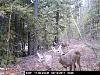 Game Camera-pict0046.jpg