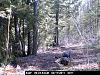 Game Camera-pict0011.jpg