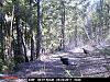 Game Camera-pict0046.jpg