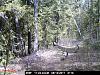 Game Camera-pict0118.jpg