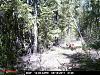 Game Camera-pict0129.jpg